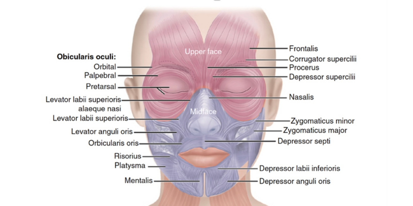 FREE DOCUMENT. FACIAL MUSCLE NAMED POSTER. EDIT THEM ACCORDINGLY