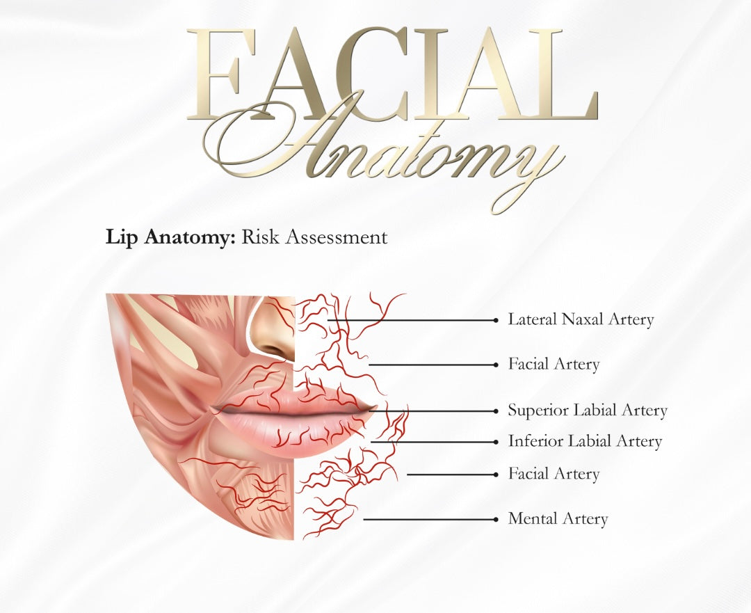 FREE DOCUMENT. FACIAL /LIP ANATOMY POSTERS x 6 . EDIT THEM ACCORDINGLY