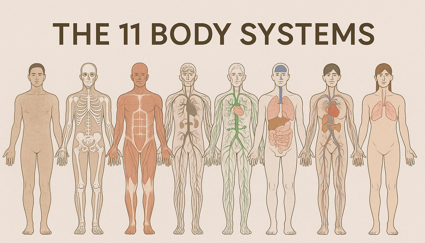 Anatomy & Physiology Level 3&4