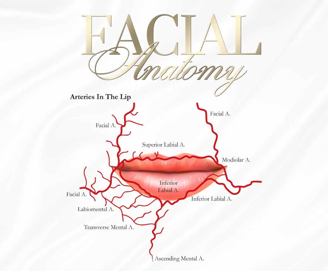 FREE DOCUMENT. FACIAL /LIP ANATOMY POSTERS x 6 . EDIT THEM ACCORDINGLY