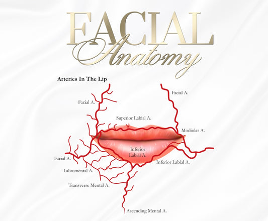 FREE DOCUMENT. FACIAL /LIP ANATOMY POSTERS x 6 . EDIT THEM ACCORDINGLY