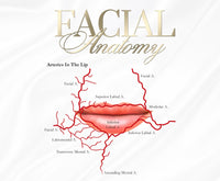 FREE DOCUMENT. FACIAL /LIP ANATOMY POSTERS x 6 . EDIT THEM ACCORDINGLY