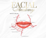 FREE DOCUMENT. FACIAL /LIP ANATOMY POSTERS x 6 . EDIT THEM ACCORDINGLY