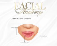FREE DOCUMENT. FACIAL /LIP ANATOMY POSTERS x 6 . EDIT THEM ACCORDINGLY
