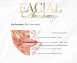 FREE DOCUMENT. FACIAL /LIP ANATOMY POSTERS x 6 . EDIT THEM ACCORDINGLY