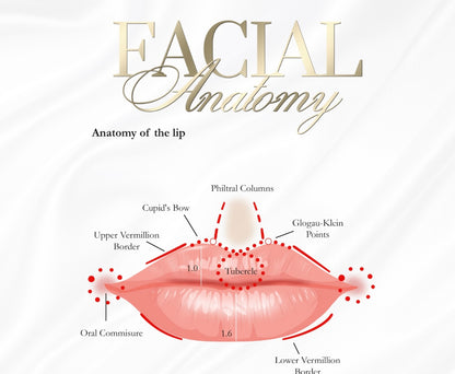 FREE DOCUMENT. FACIAL /LIP ANATOMY POSTERS x 6 . EDIT THEM ACCORDINGLY