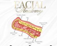FREE DOCUMENT. FACIAL /LIP ANATOMY POSTERS x 6 . EDIT THEM ACCORDINGLY