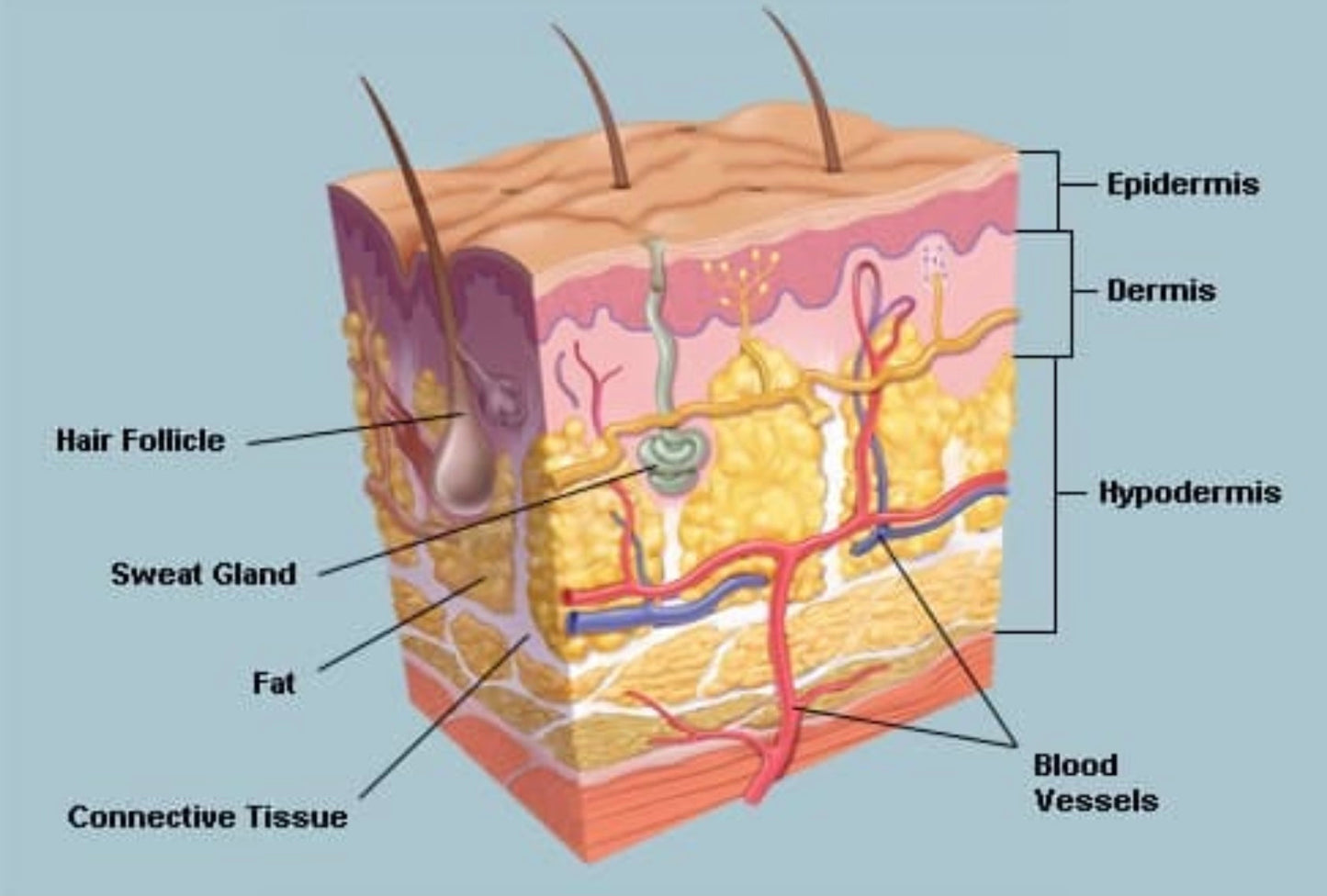 ANATOMY  & PHYSIOLOGY Level 3 -ONLINE COURSE
