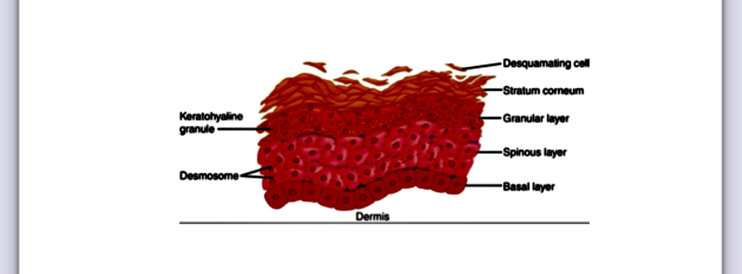 ANATOMY  & PHYSIOLOGY Level 3 -ONLINE COURSE
